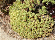 Aeonium undulatum