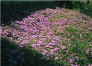 Lampranthus spectabilis 'Rose'