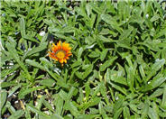 Gazania 'Fiesta Red'