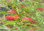 Grevillea 'Ivanhoe'