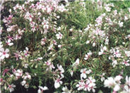 Phlox subulata 'Apple Blossom'