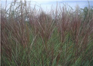 Miscanthus sinensis 'Silberspinne'