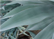 Agave weberi