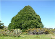 Cupressocyparis leylandii