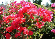 Bougainvillea 'San Diego Red'