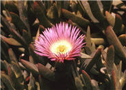 Carpobrotus edulis