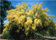 Cercidium microphyllum