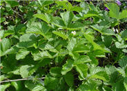 Fragaria vesca  californica