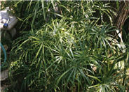 Cyperus alternifolius