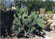 Opuntia ficus-indica