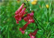 Penstemon 'Cherry Glo'