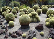 Echinocactus grusonii