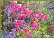 Penstemon 'Garnet'