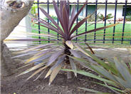 Cordyline baueri