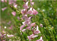 Penstemon 'Apple Blossom'