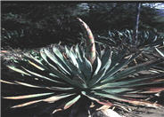 Agave murpheyi