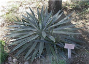 Agave lophantha