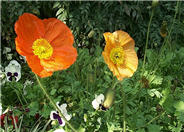 Papaver nudicaule