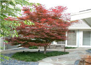 Acer palmatum 'Bloodgood'