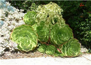 Aeonium arboreum