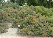 Arctostaphylos 'John Dourley'