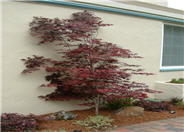 Acer palmatum 'Atropurpureum'