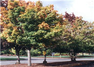 Acer platanoides