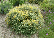 Phlomis lanata