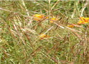 Stipa pulchra