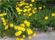 Coreopsis maritima