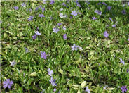 Vinca minor