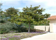 Magnolia grandiflora