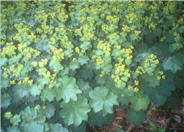 Alchemilla mollis