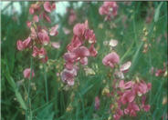 Lathyrus odoratus