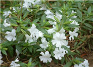 Mimulus 'Verity White'