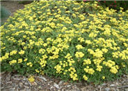 Eriogonum umbellatum