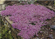 Thymus praecox articus