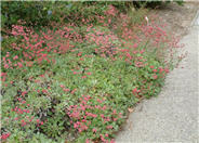 Eriogonum grande rubescens