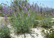 Lupinus arboreus