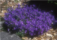 Campanula portenschlagiana