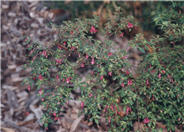 Fuchsia thymifolia