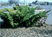 Juniperus X pfitzeriana