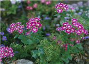 Phlox drummondii