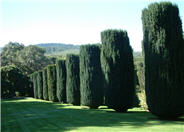 Taxus baccata 'Stricta'