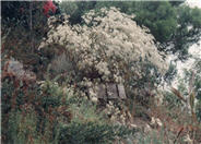 Eriogonum giganteum