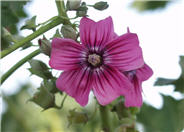 Lavatera assurgentiflora 'Purisima'