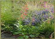 Penstemon centranthifolius