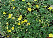 Potentilla neumanniana