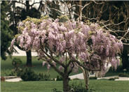 Wisteria floribunda 'Rosea'