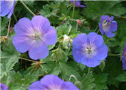 Geranium 'Rozanne'